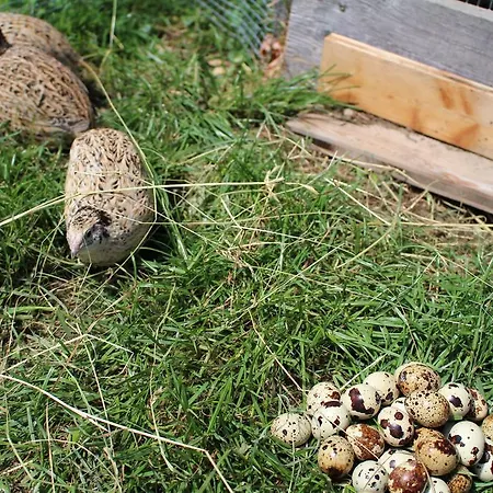 Hotel-pension Platzl Hotel 3*