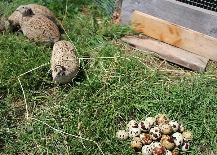 Hotel-pension Platzl Hotel 3*